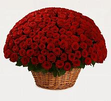 Премиум букет из: Розы в Хабезе